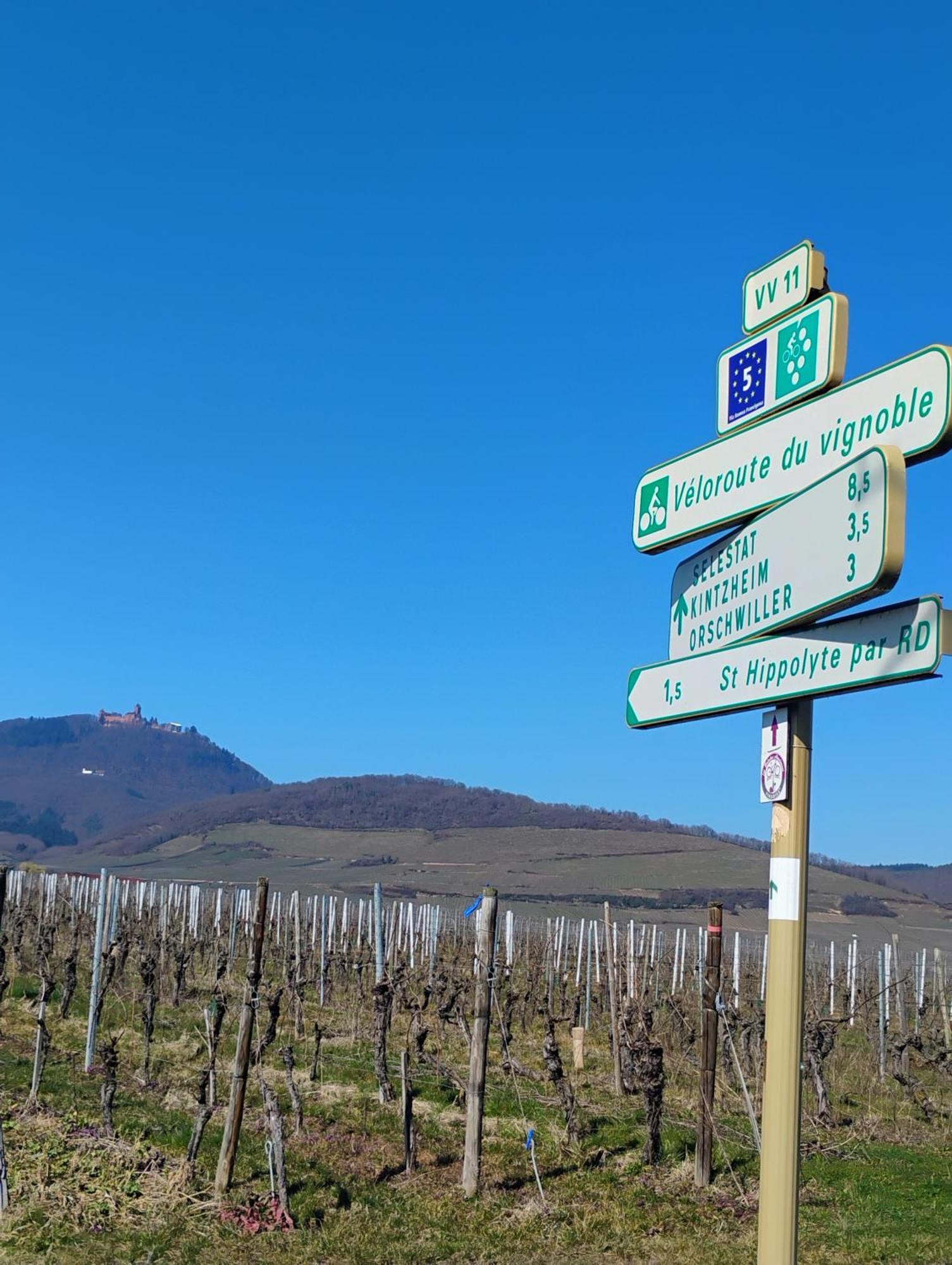 Gite Le Marronnier - Au Calme - Parking & Terrasse - Pres De Colmar Et Riquewihr - Route Des Vins Châtenois Eksteriør bilde