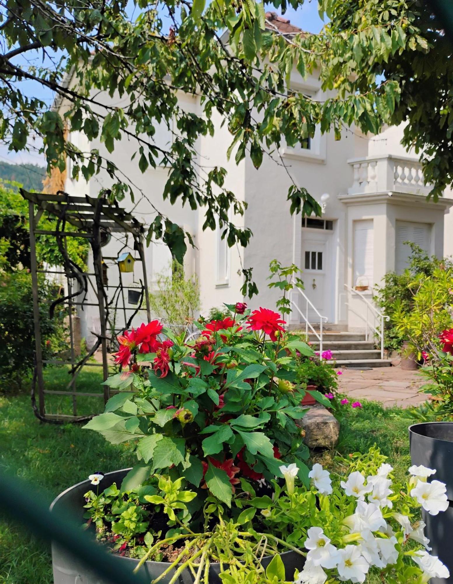 Gite Le Marronnier - Au Calme - Parking & Terrasse - Pres De Colmar Et Riquewihr - Route Des Vins Châtenois Eksteriør bilde