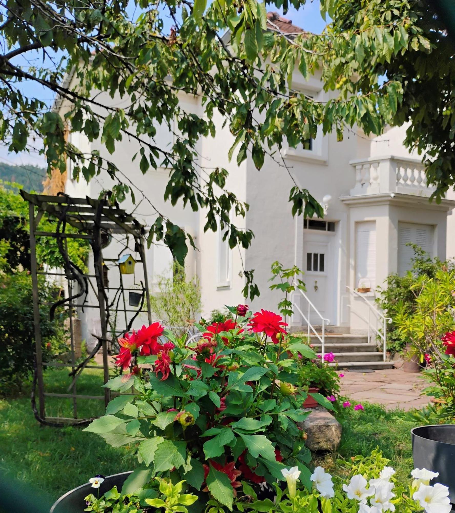 Gite Le Marronnier - Au Calme - Parking & Terrasse - Pres De Colmar Et Riquewihr - Route Des Vins Châtenois Eksteriør bilde