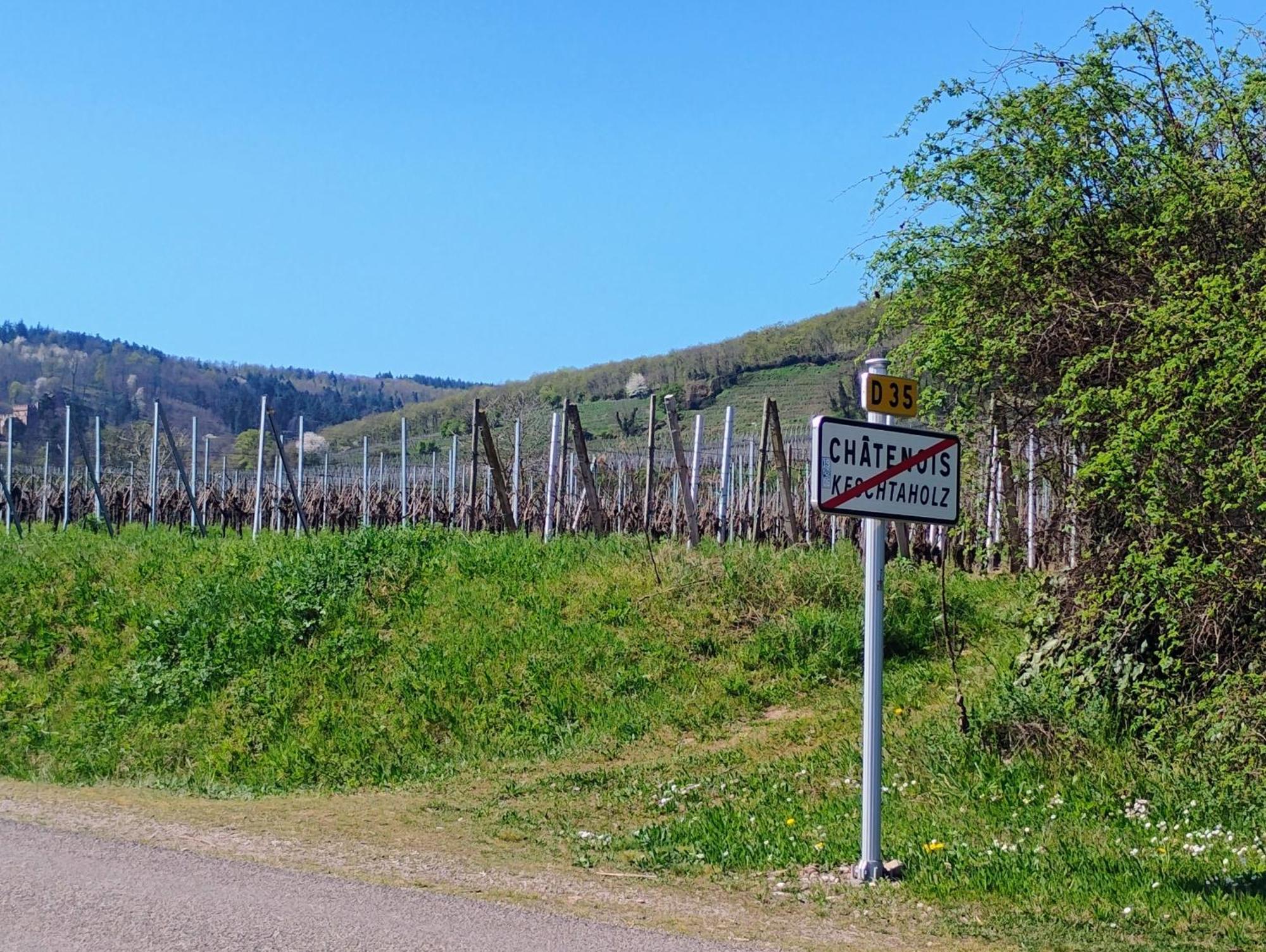 Gite Le Marronnier - Au Calme - Parking & Terrasse - Pres De Colmar Et Riquewihr - Route Des Vins Châtenois Eksteriør bilde